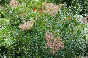 Nandina domestica Sunset    